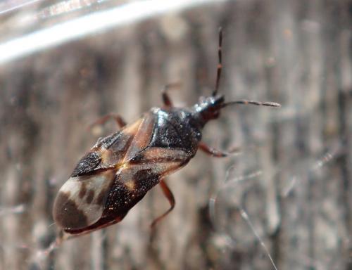 Anthocoris nemoralis